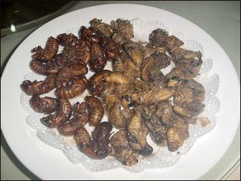 20111101-Wikicommons Deepfried cicada.jpg